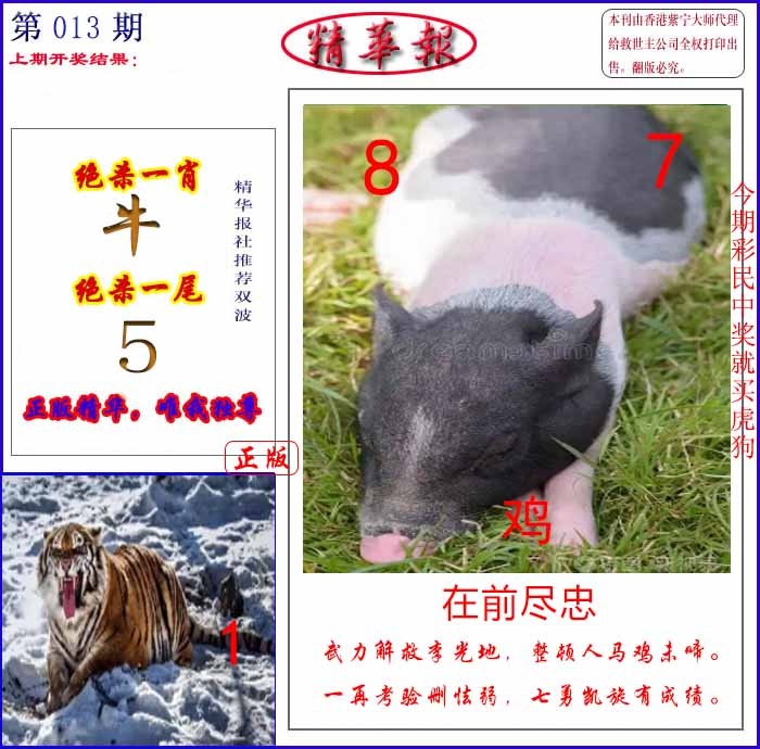 013期新精华报报[图]