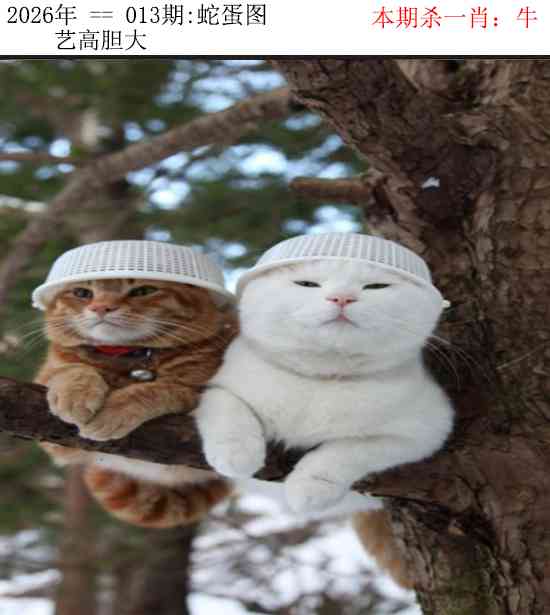 013期正版蛇蛋图[图]